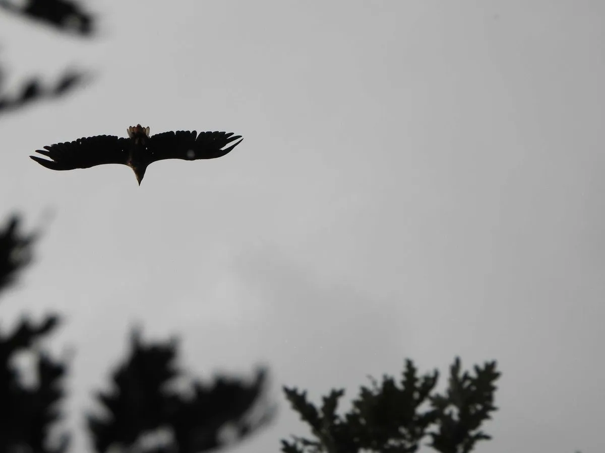 La hembra reproductora de pigargo sobrevuela la zona del nido. Foto: GREFA