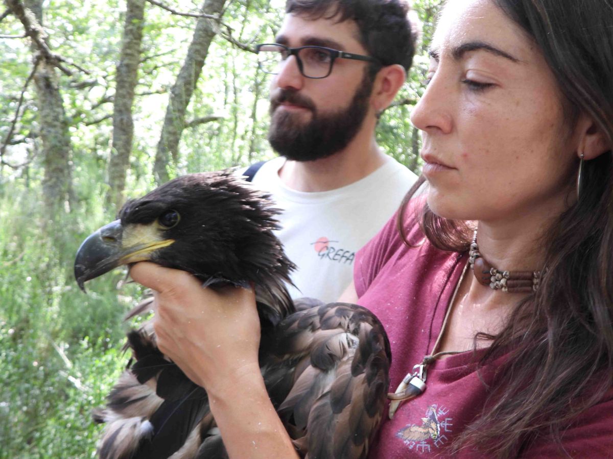 Nace el primer pigargo europeo en España tras su extinción