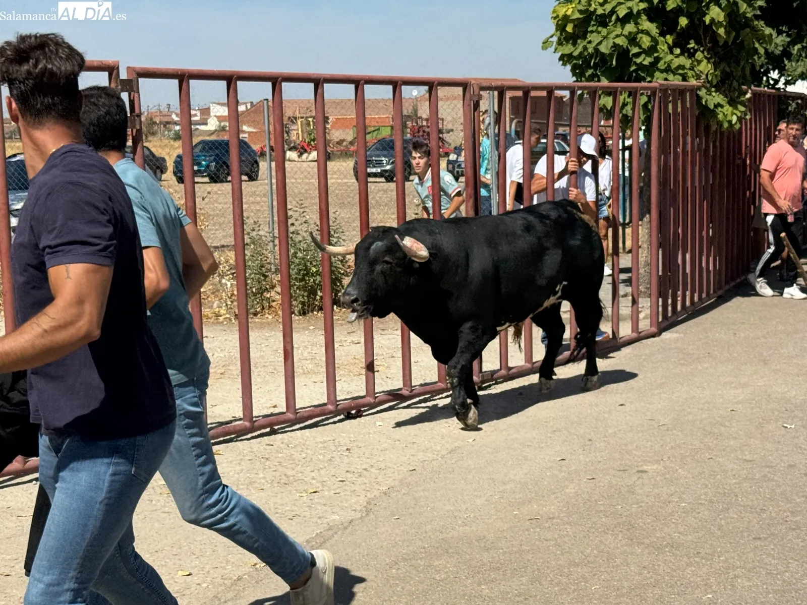 III Toro Virgen de la Encina en Macotera