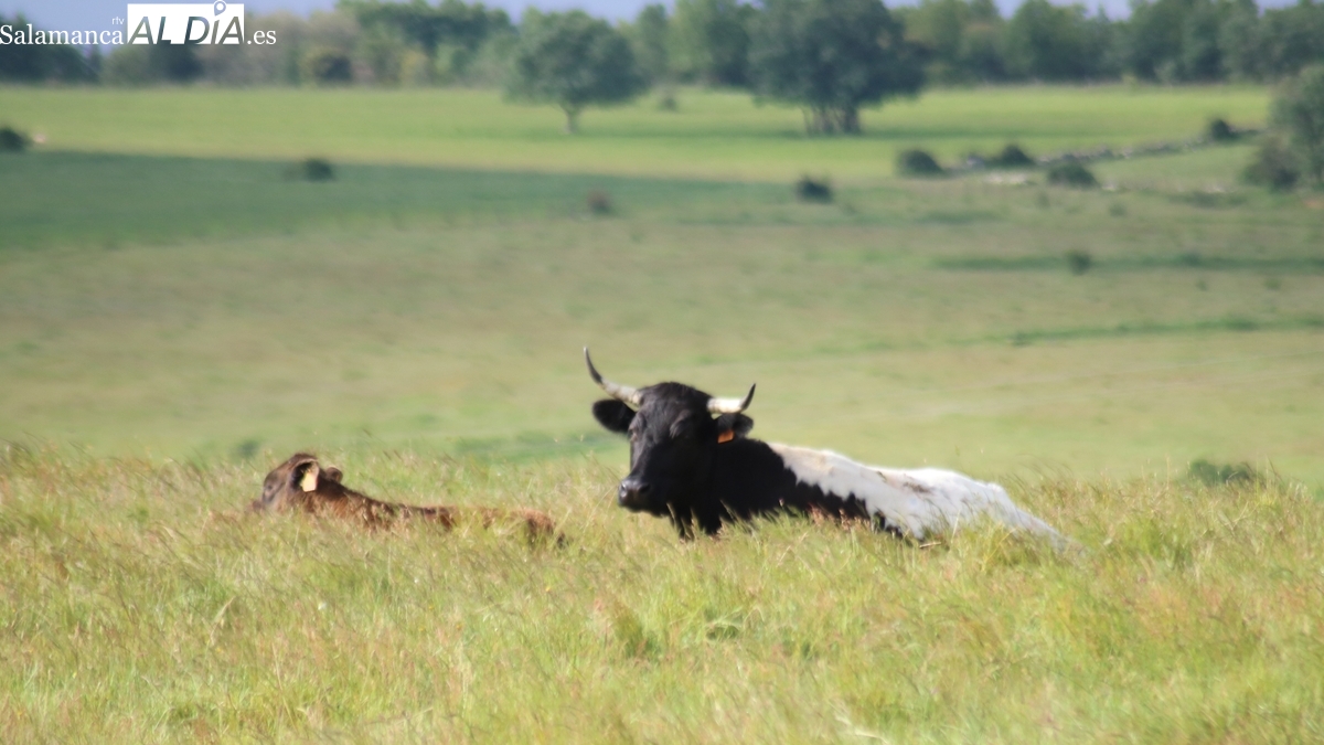 Ayudas a ganaderos de extensivo en CyL: hasta 10.000€