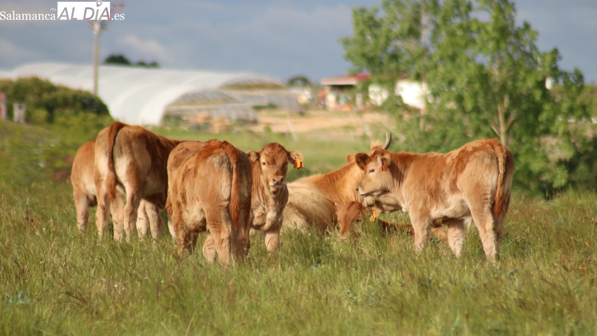Mercado de ganado y lonja de salamanca del 29 de septiembre de 2025