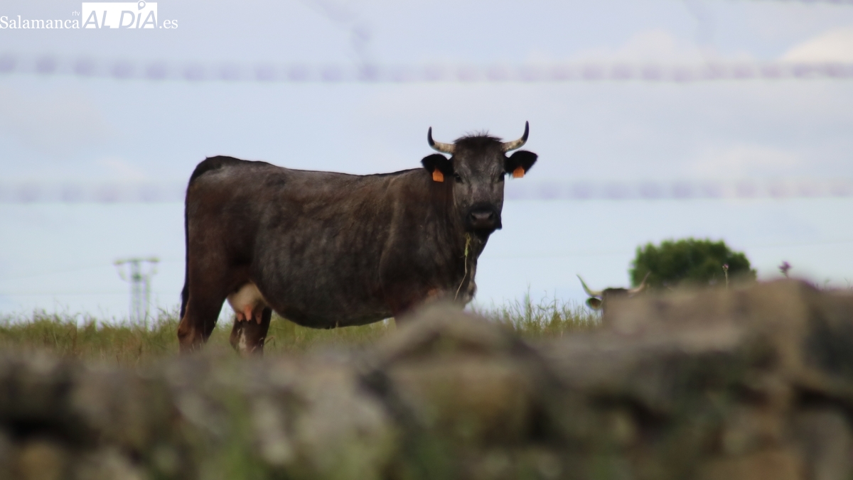 El vacuno sigue cotizando al alza con los lechazos y el cereal permanece inmóvil