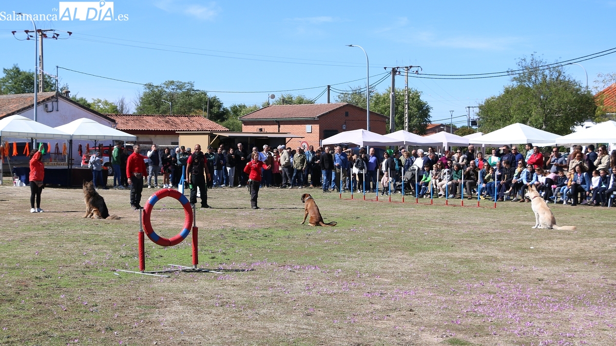 Villar de Peralonso: IX Feria Agroalimentaria y Canina