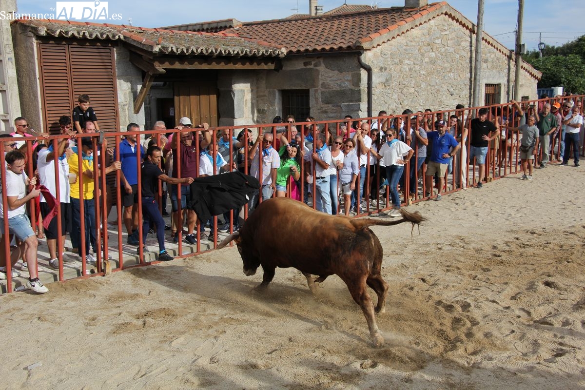 Toro de Cajón en Villaseco de los Reyes: así fue el festejo