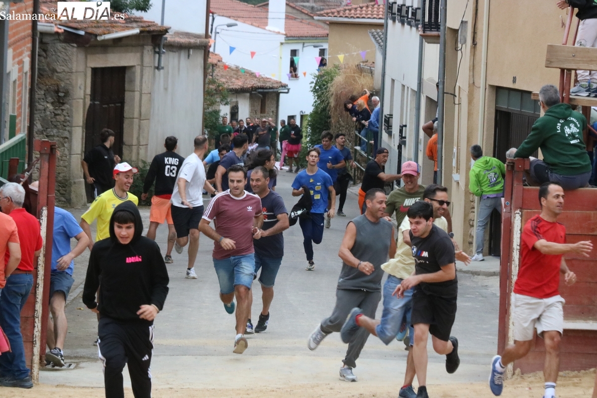 Fiestas de Mieza: encierro y capea en honor a la Virgen