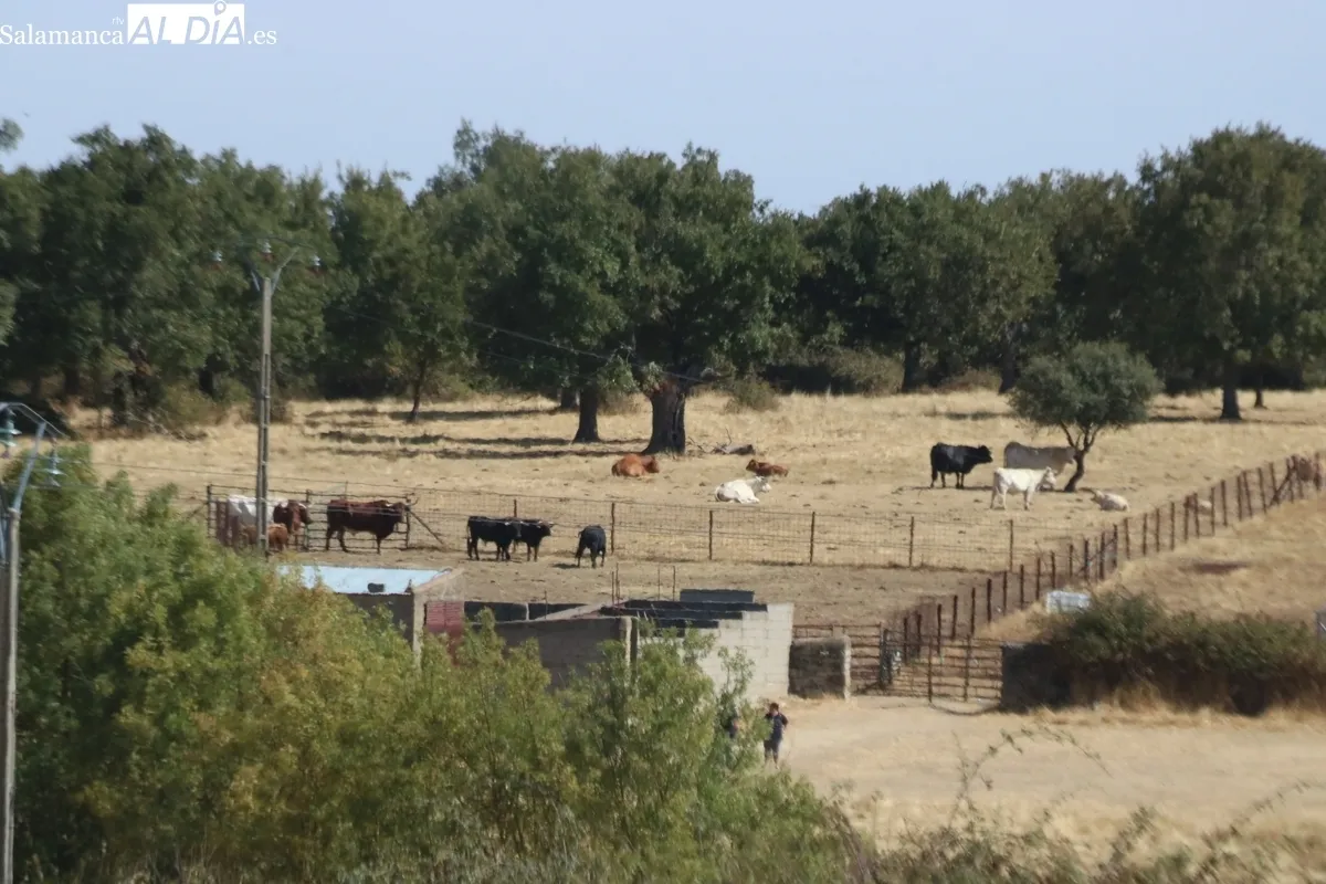 Bonito encierro a caballo en Bañobárez con novillos de Martín Cillero / CORRAL