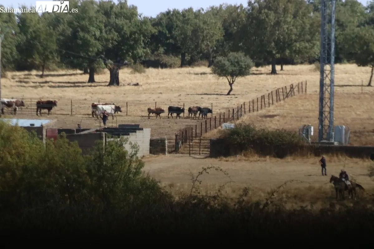 Bonito encierro a caballo en Bañobárez con novillos de Martín Cillero / CORRAL