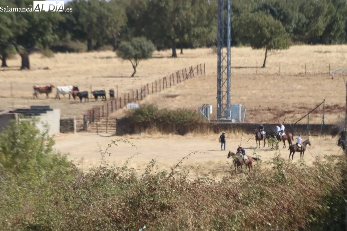 Bonito encierro a caballo en Bañobárez con novillos de Martín Cillero / CORRAL