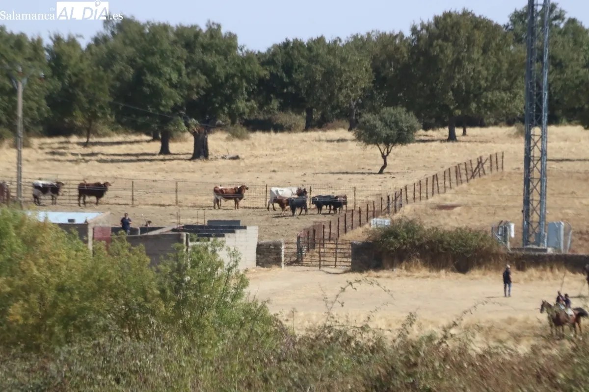 Bonito encierro a caballo en Bañobárez con novillos de Martín Cillero / CORRAL