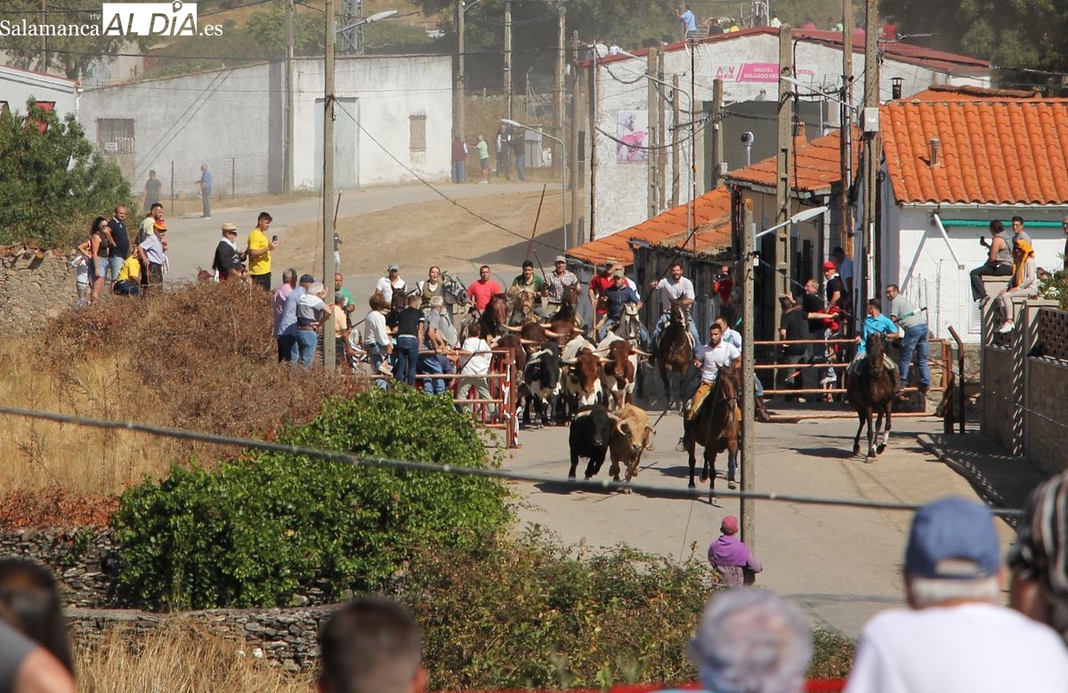 Encierro de Valdeflores en Barruecopardo