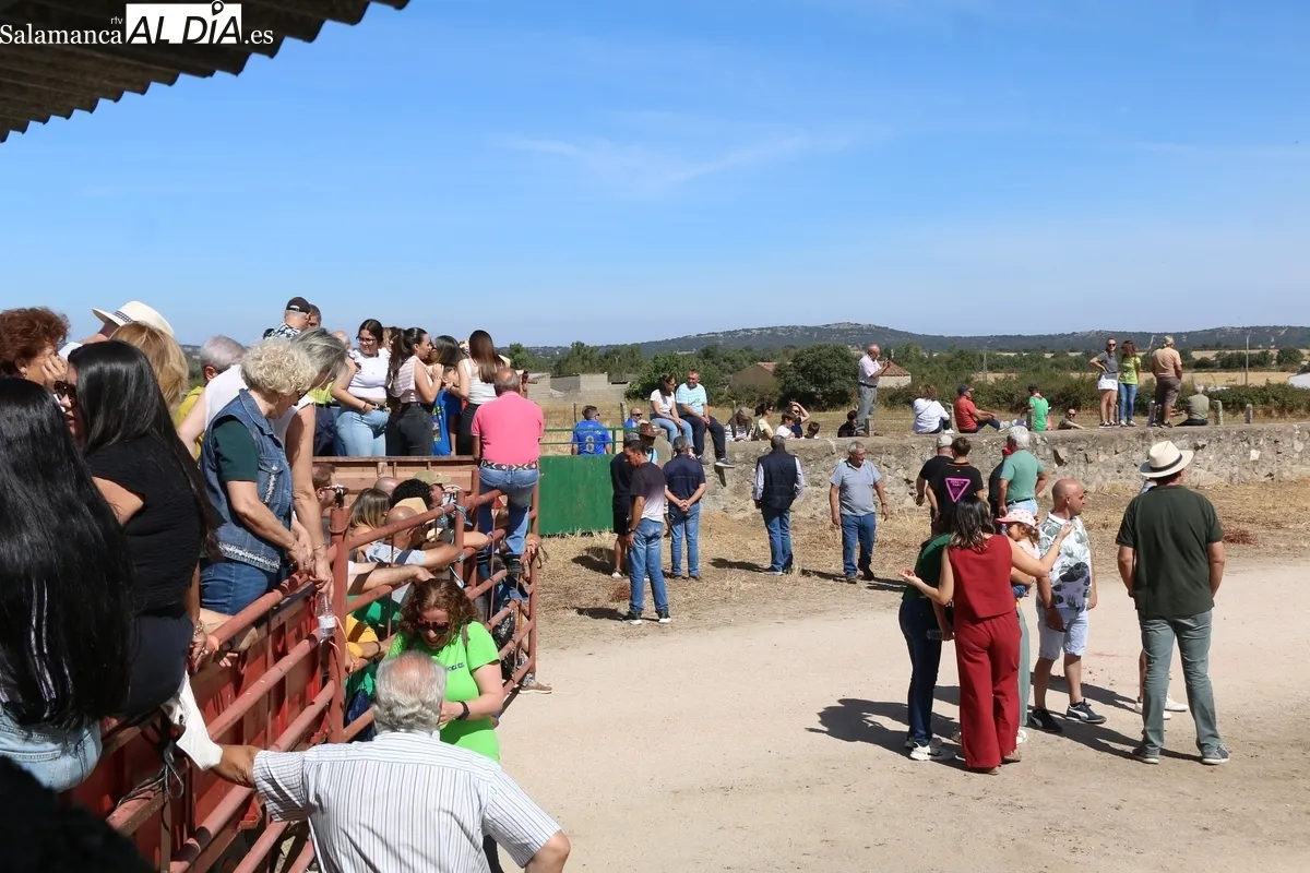Bonito encierro a caballo en Bañobárez con novillos de Martín Cillero / CORRAL
