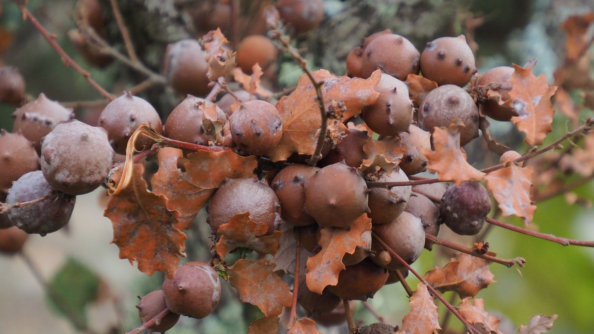 Agallas del roble. Mieza. Salamanca