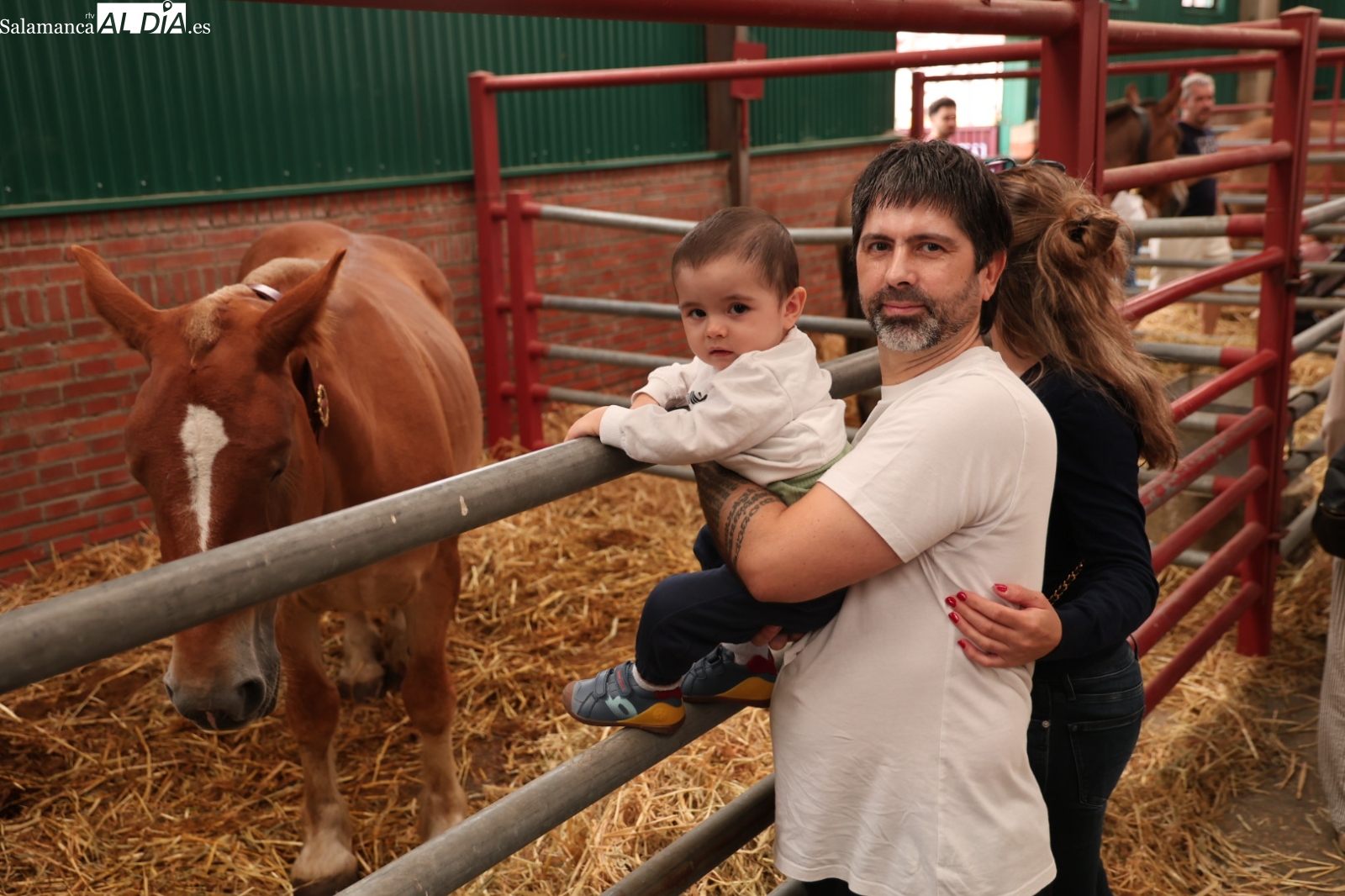 Jornada domingo Salamaq