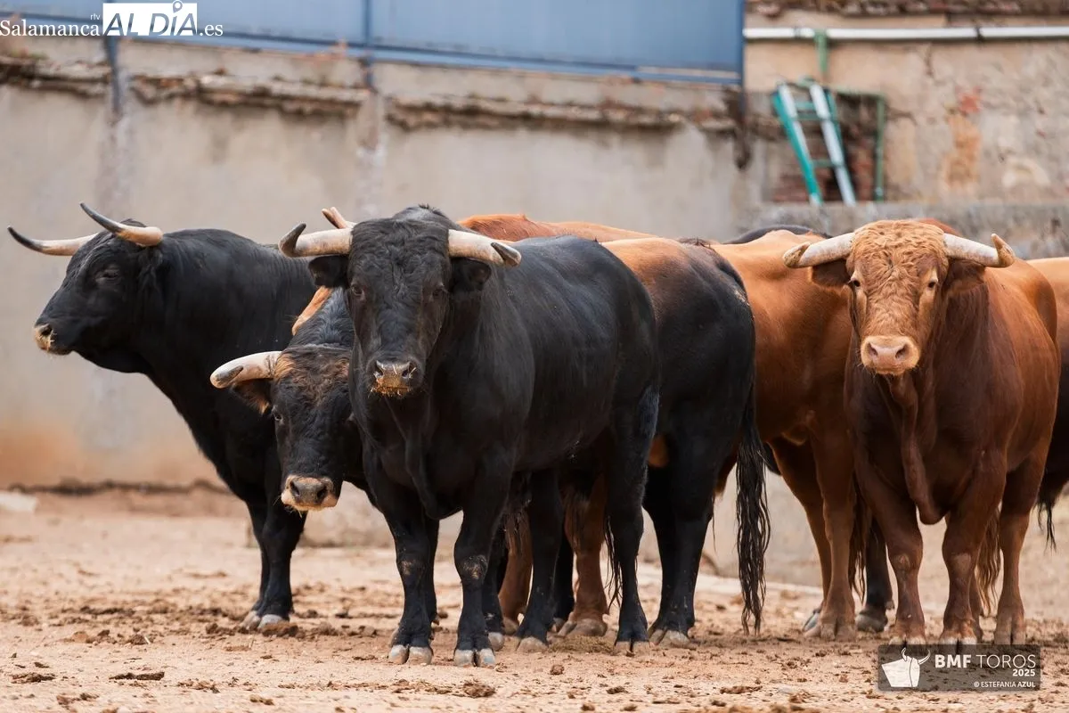 Sorteo de los novillos de Montalvo para la primera de feria en Salamanca 
