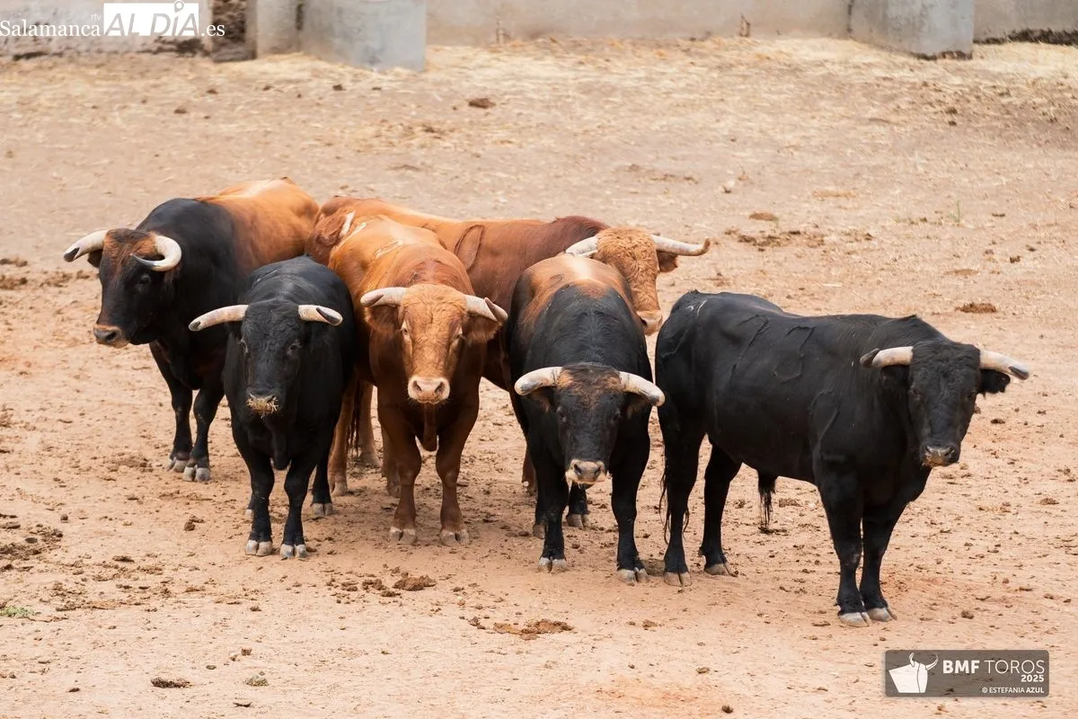 Sorteo de los novillos de Montalvo para la primera de feria en Salamanca 