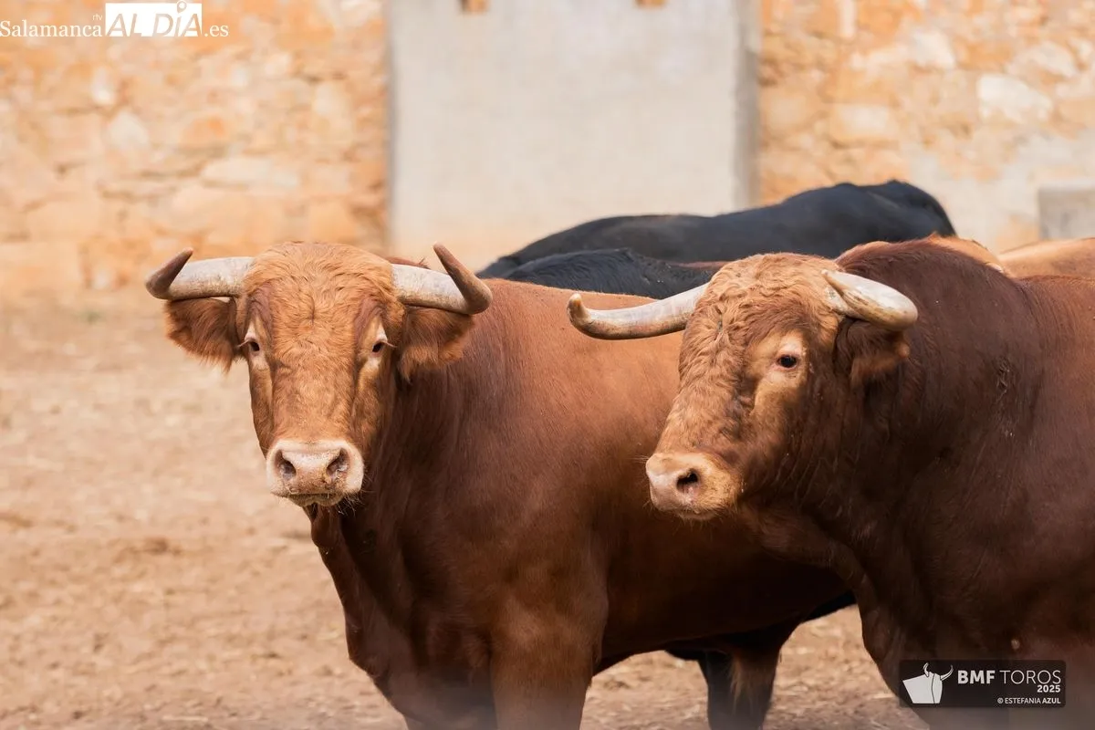 Sorteo de los novillos de Montalvo para la primera de feria en Salamanca 