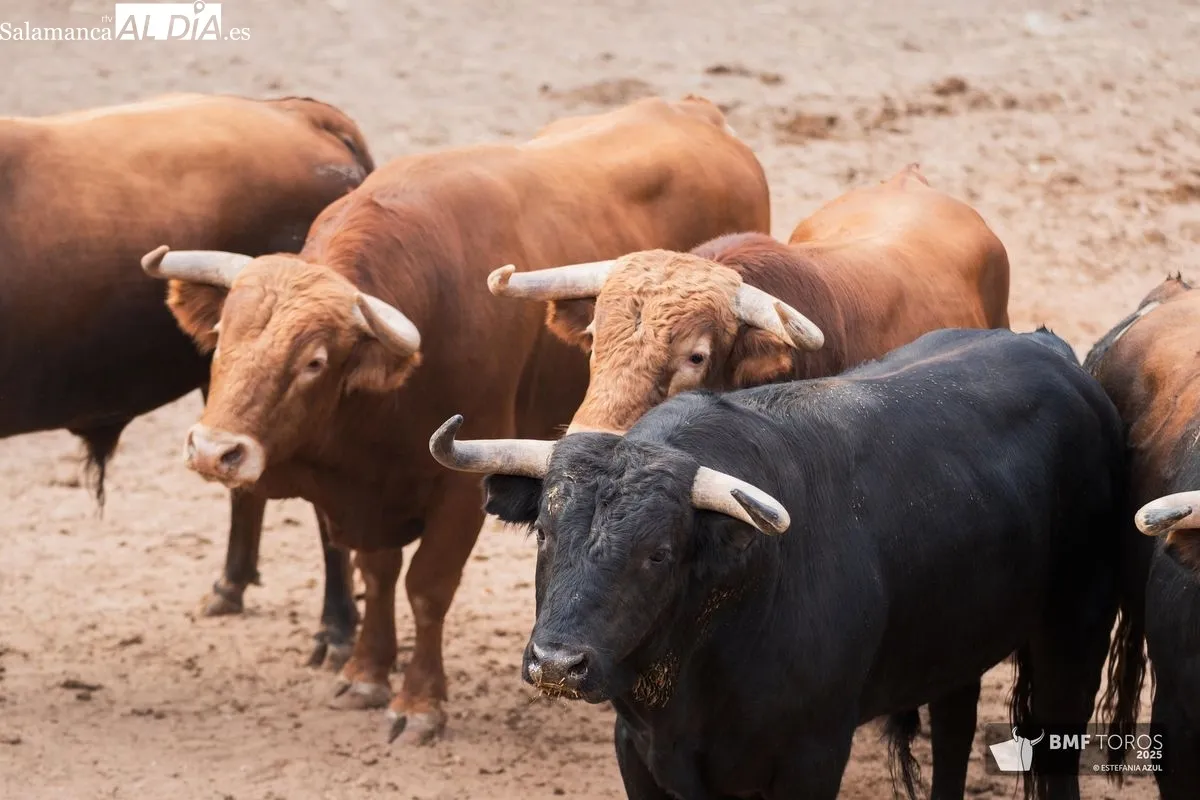 Sorteo de los novillos de Montalvo para la primera de feria en Salamanca 