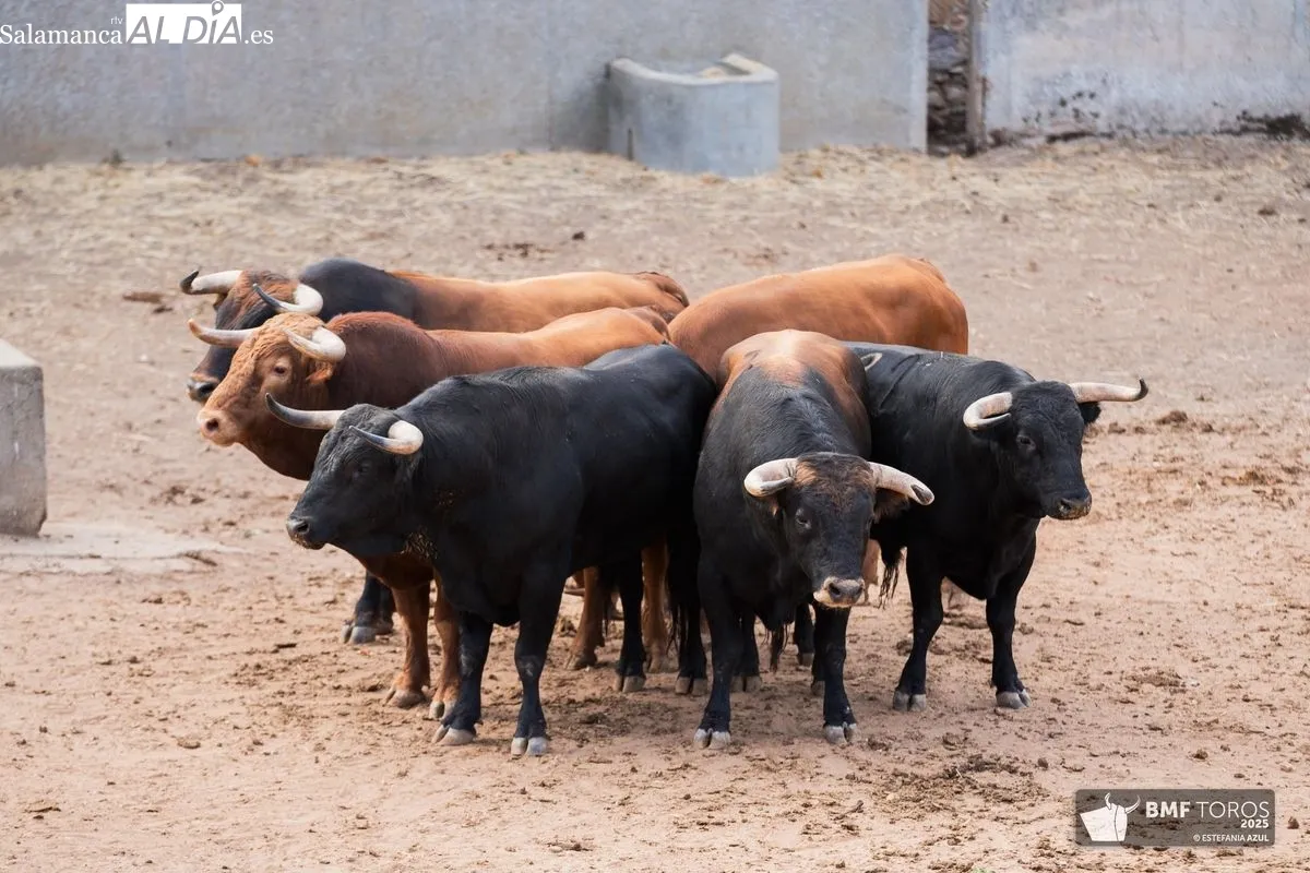 Sorteo de los novillos de Montalvo para la primera de feria en Salamanca 