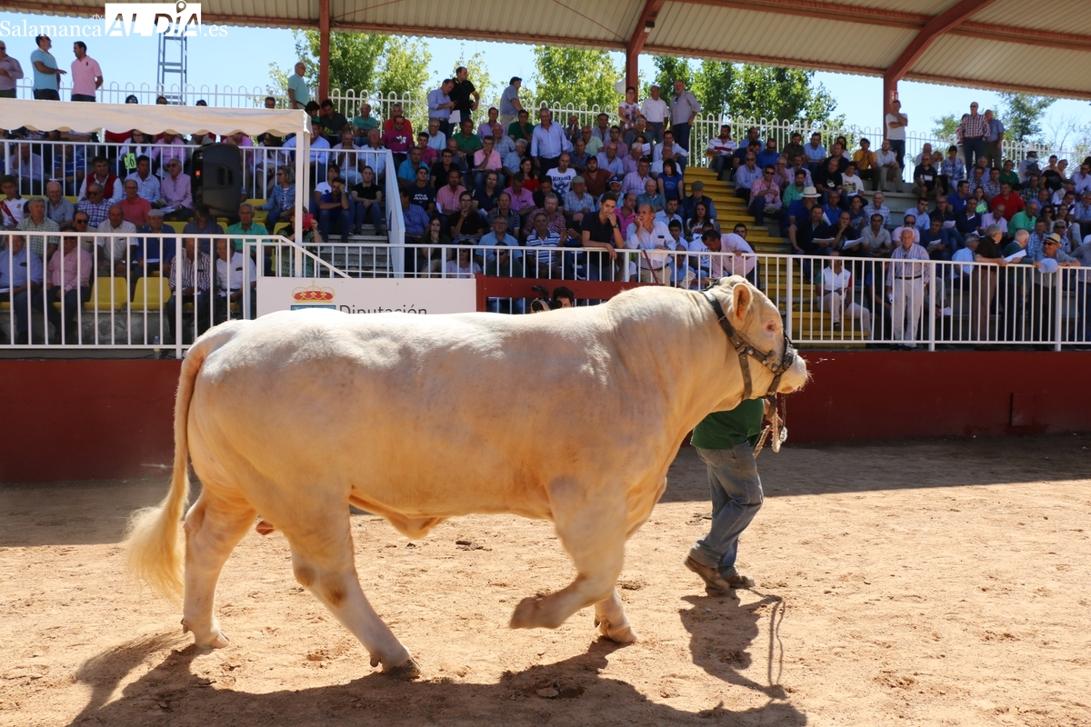 Fuerte subida del precio de la carne de vacuno con los lechazos y nuevo descenso para la avena