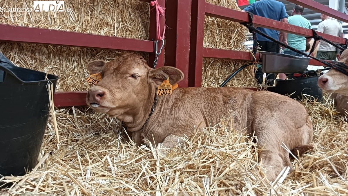 Alanzada bebe ternera Salamaq