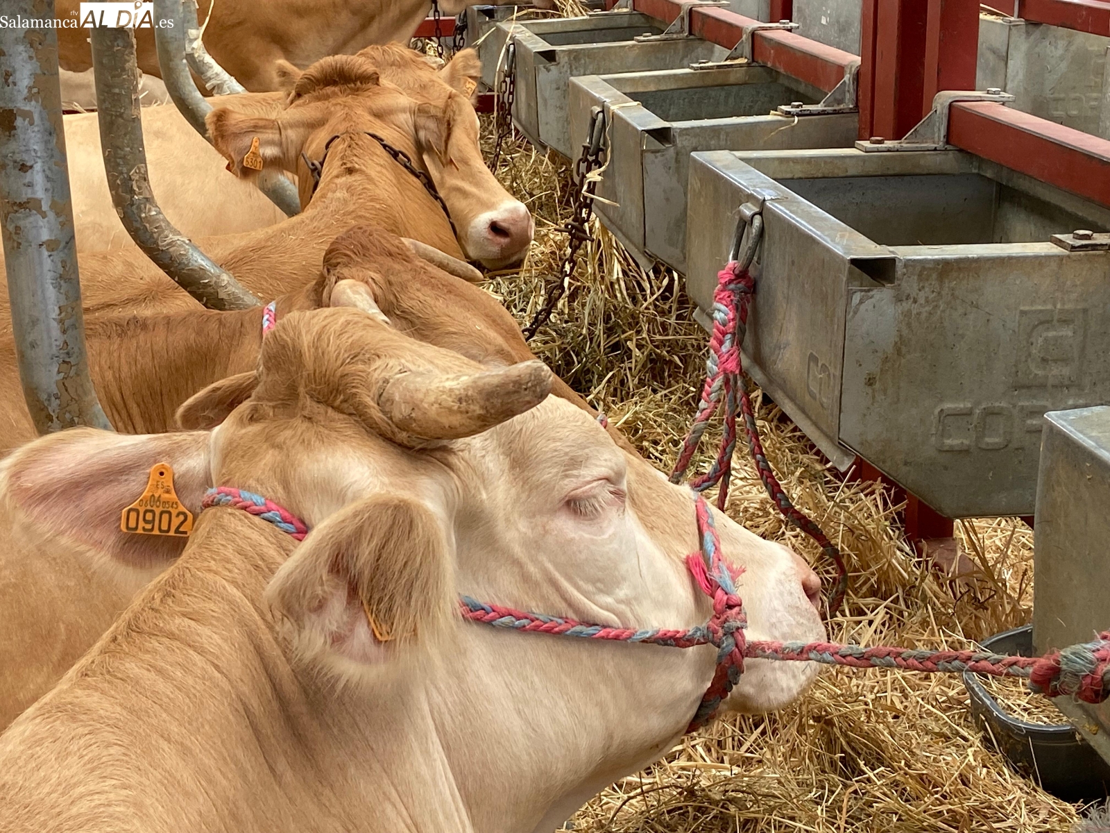 Selfie, Rihana o Conchita Piquer ya están en Salamaq