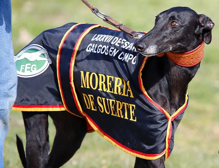 Rubén Lerma junto a la galga Moreria de Suerte