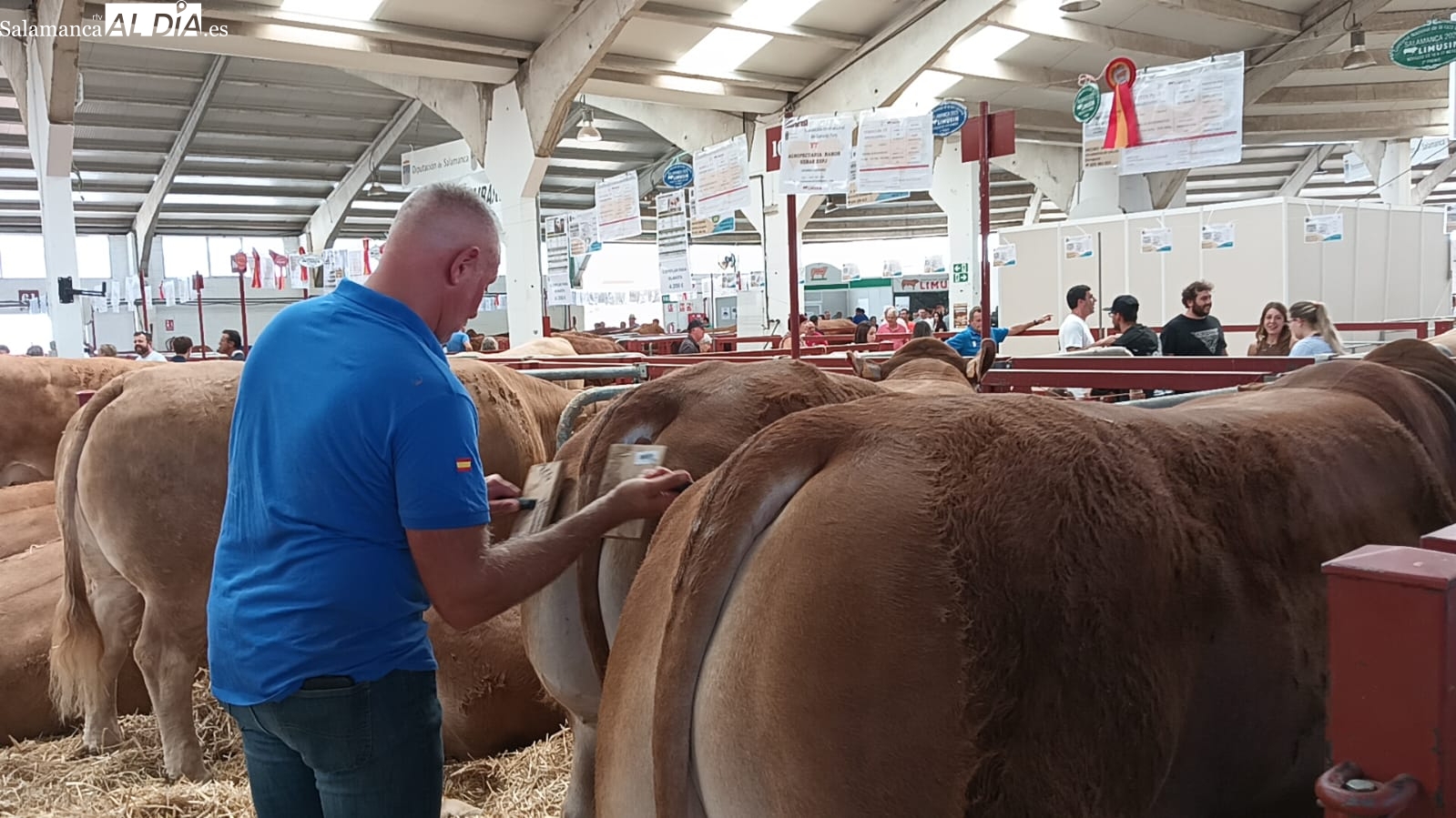 Preparacion limusines campeonato Salamaq