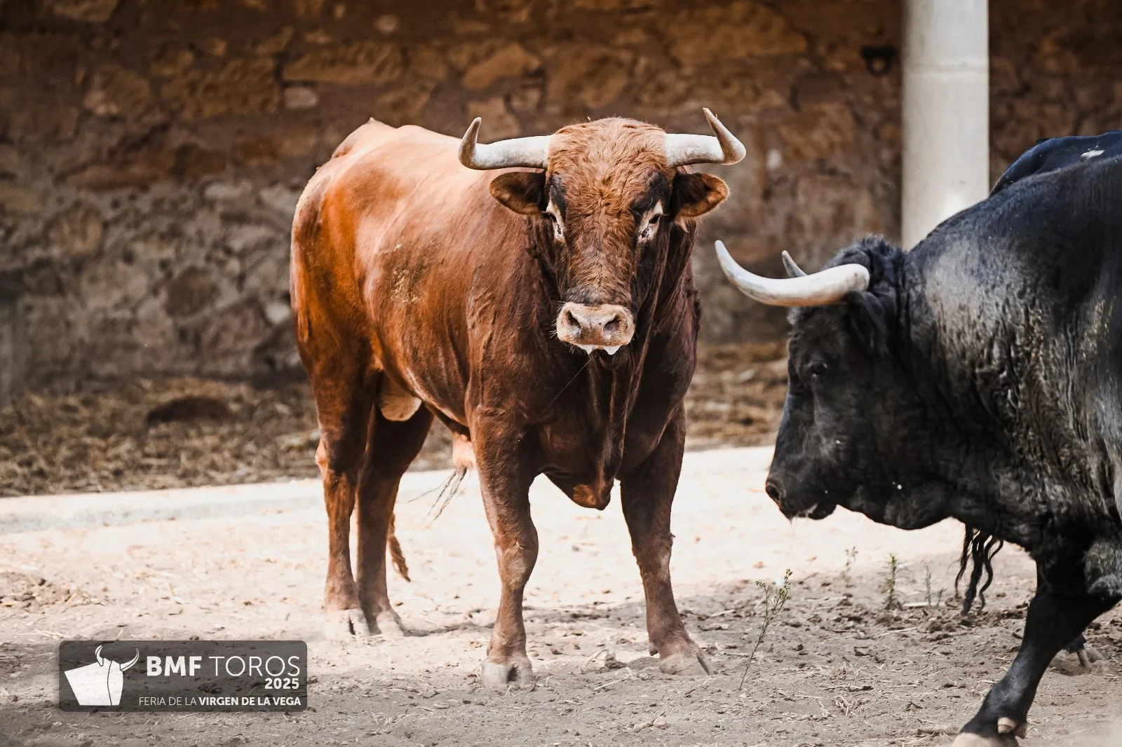 Trapío y romana de Vellosino para la primera corrida de toros | FOTOS: BMF Toros