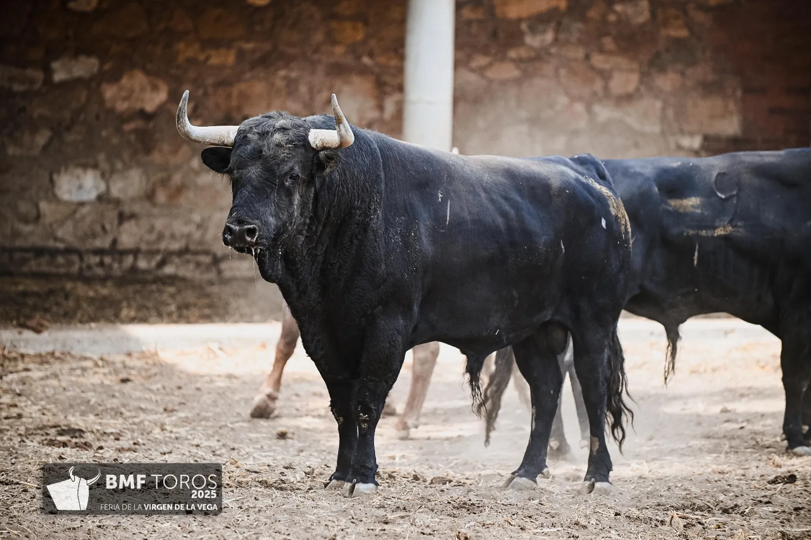 Trapío y romana de Vellosino para la primera corrida de toros | FOTOS: BMF Toros