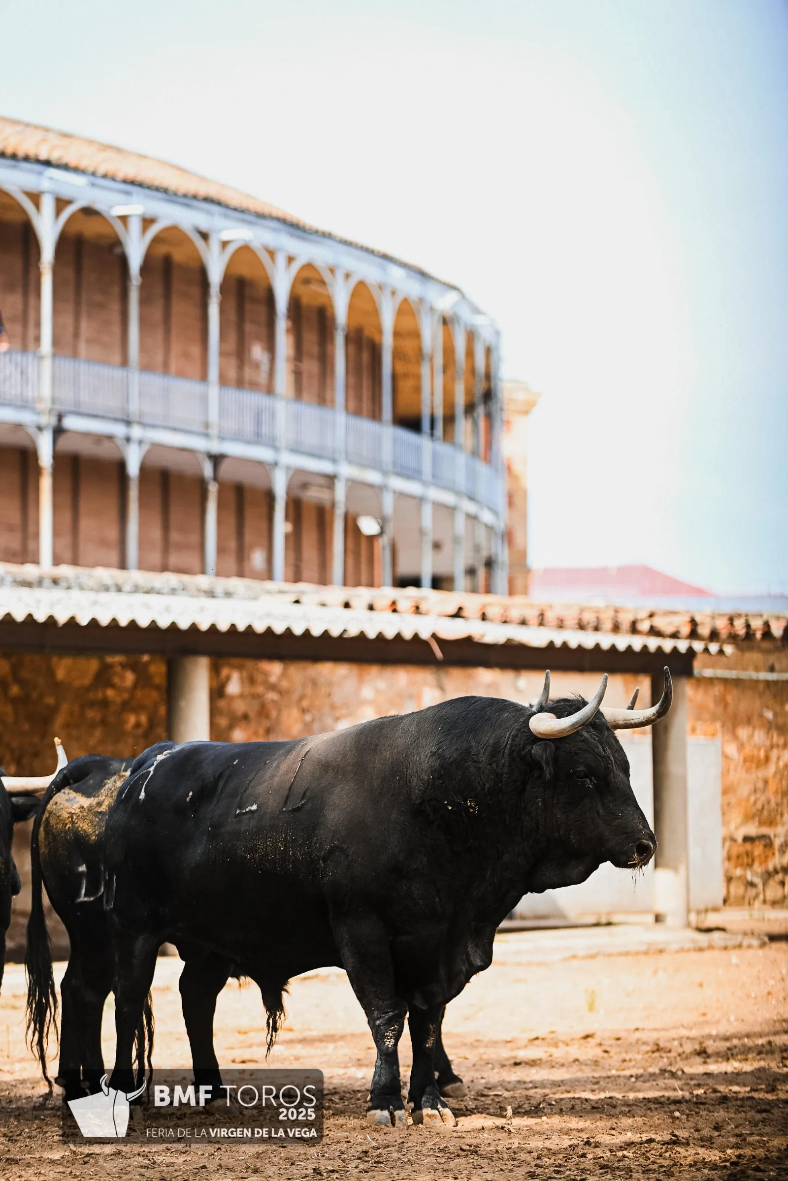 Trapío y romana de Vellosino para la primera corrida de toros | FOTOS: BMF Toros