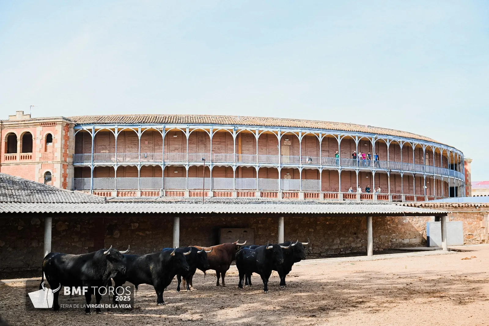 Trapío y romana de Vellosino para la primera corrida de toros | FOTOS: BMF Toros