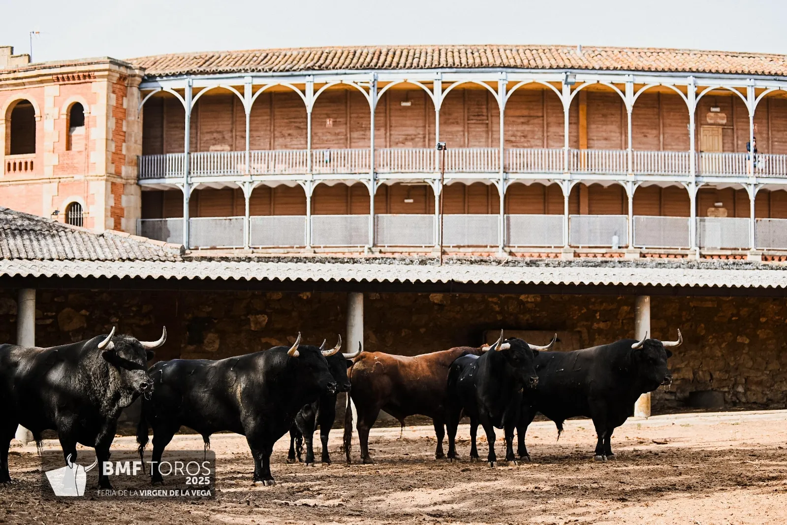 Trapío y romana de Vellosino para la primera corrida de toros | FOTOS: BMF Toros