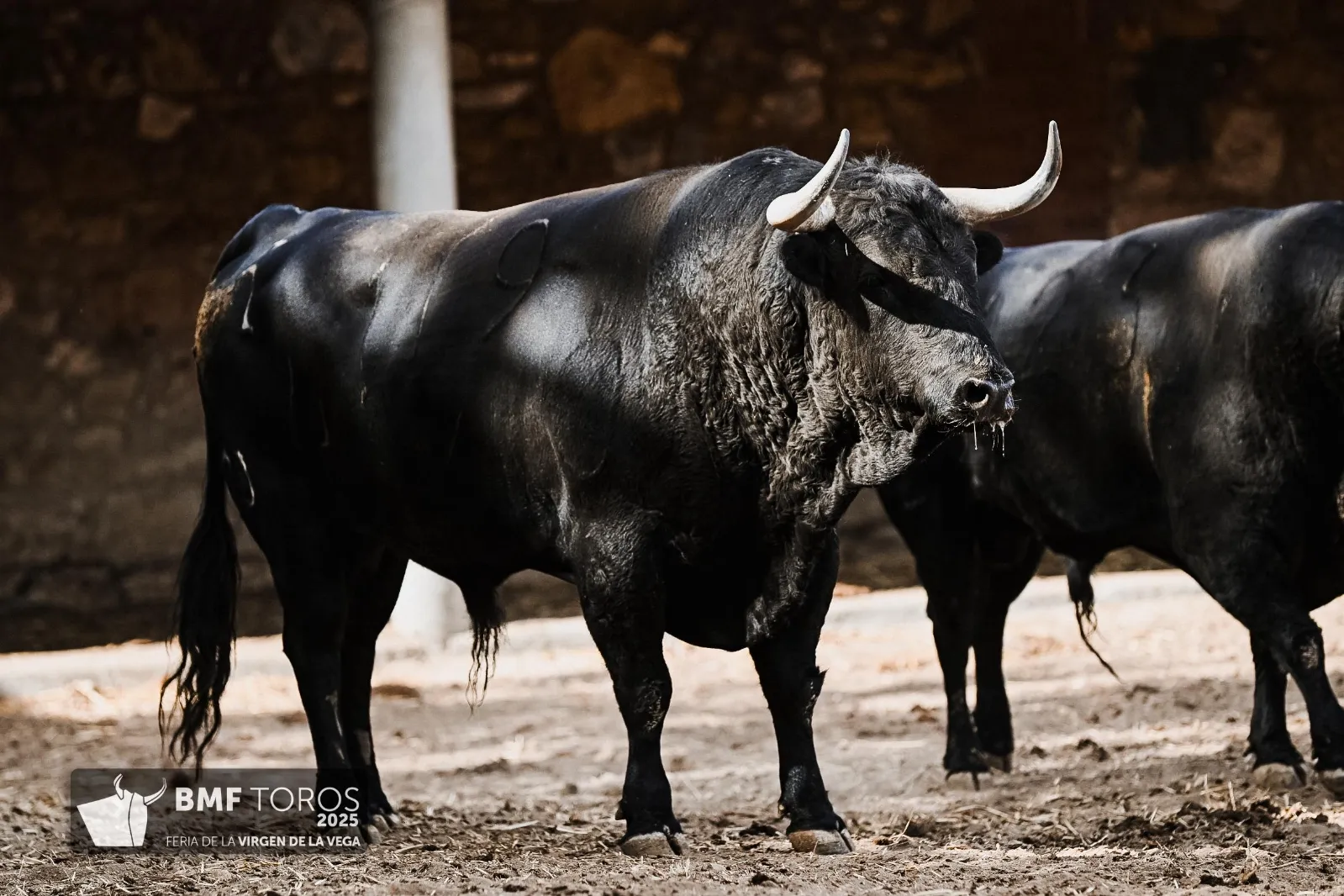 Trapío y romana de Vellosino para la primera corrida de toros | FOTOS: BMF Toros