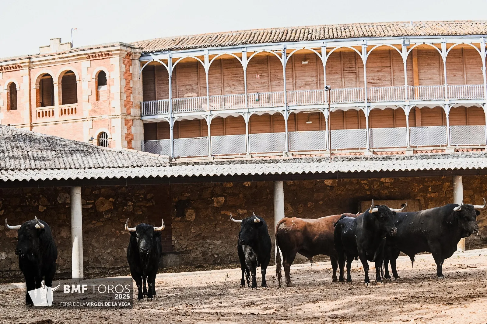 Trapío y romana de Vellosino para la primera corrida de toros | FOTOS: BMF Toros
