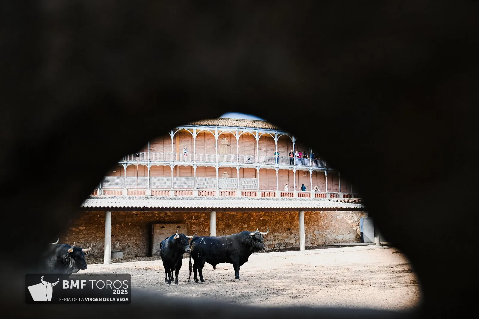 Trapío y romana de Vellosino para la primera corrida de toros | FOTOS: BMF Toros