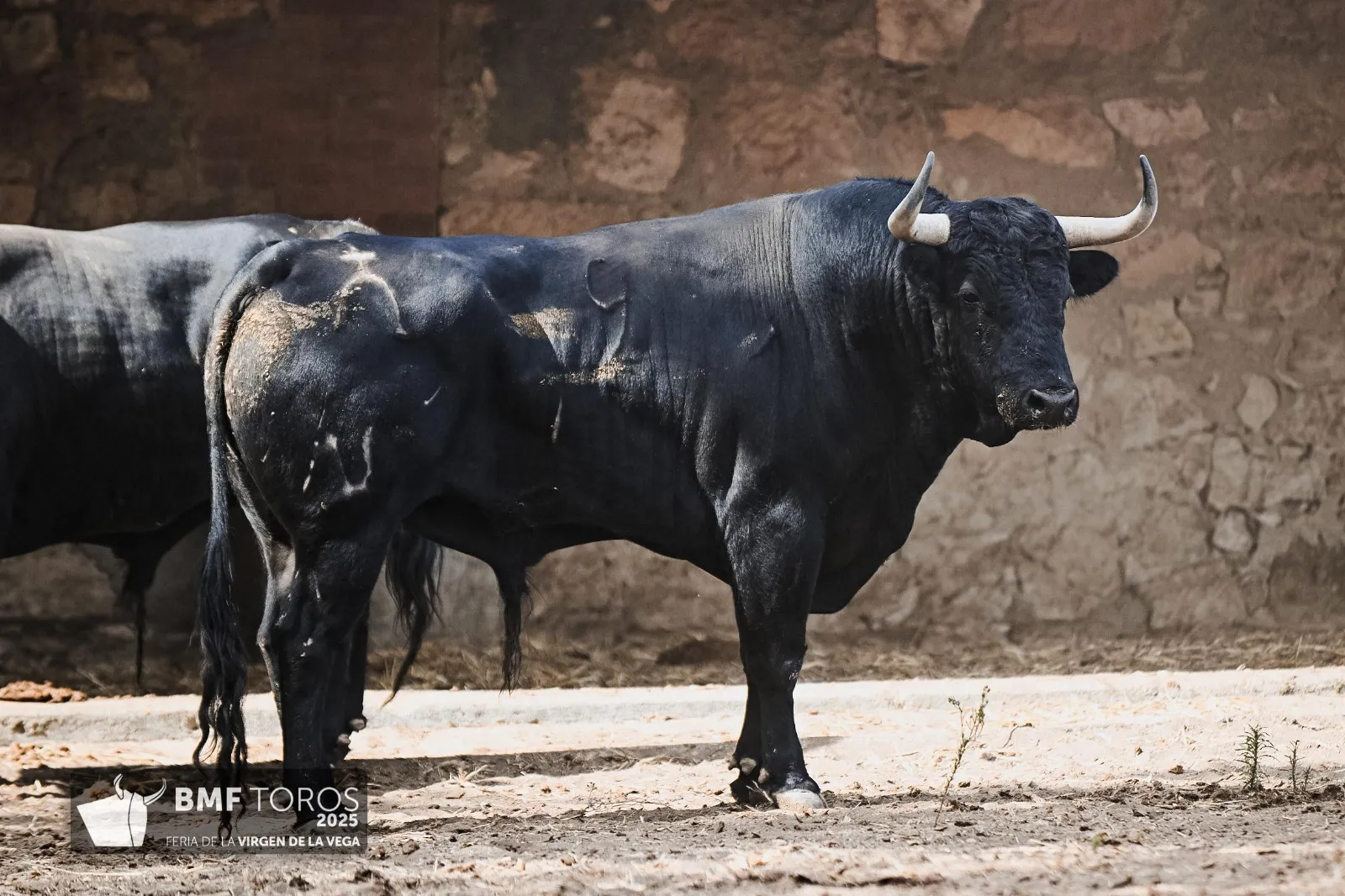 Trapío y romana de Vellosino para la primera corrida de toros | FOTOS: BMF Toros