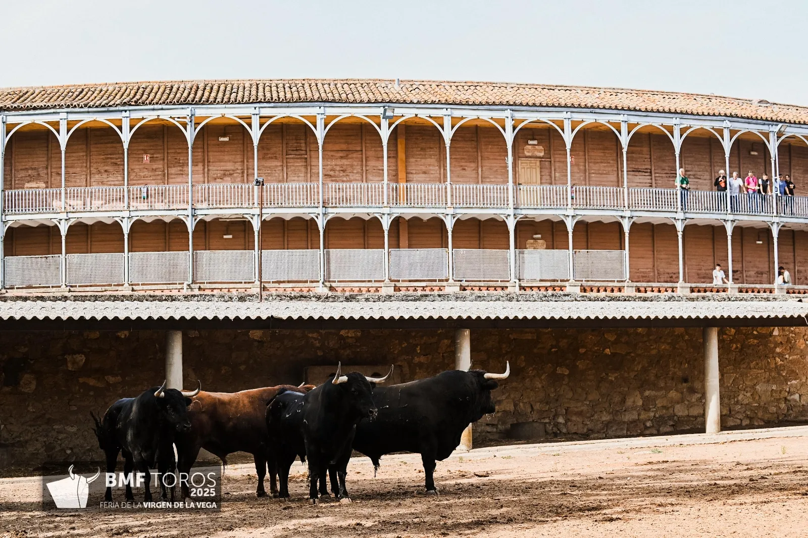 Trapío y romana de Vellosino para la primera corrida de toros | FOTOS: BMF Toros