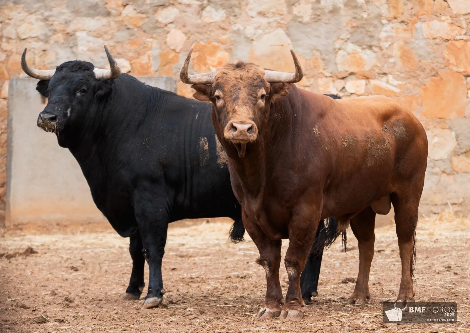 Un 'Afrutado' para el debut de Juan Ortega en La Glorieta | FOTOS: BMF Toros
