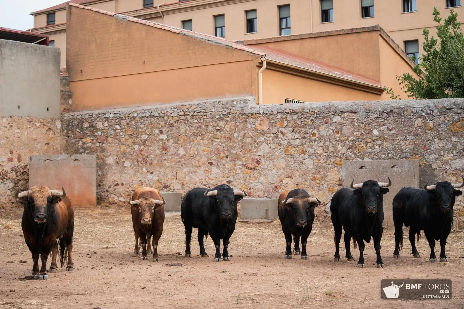Un 'Afrutado' para el debut de Juan Ortega en La Glorieta | FOTOS: BMF Toros