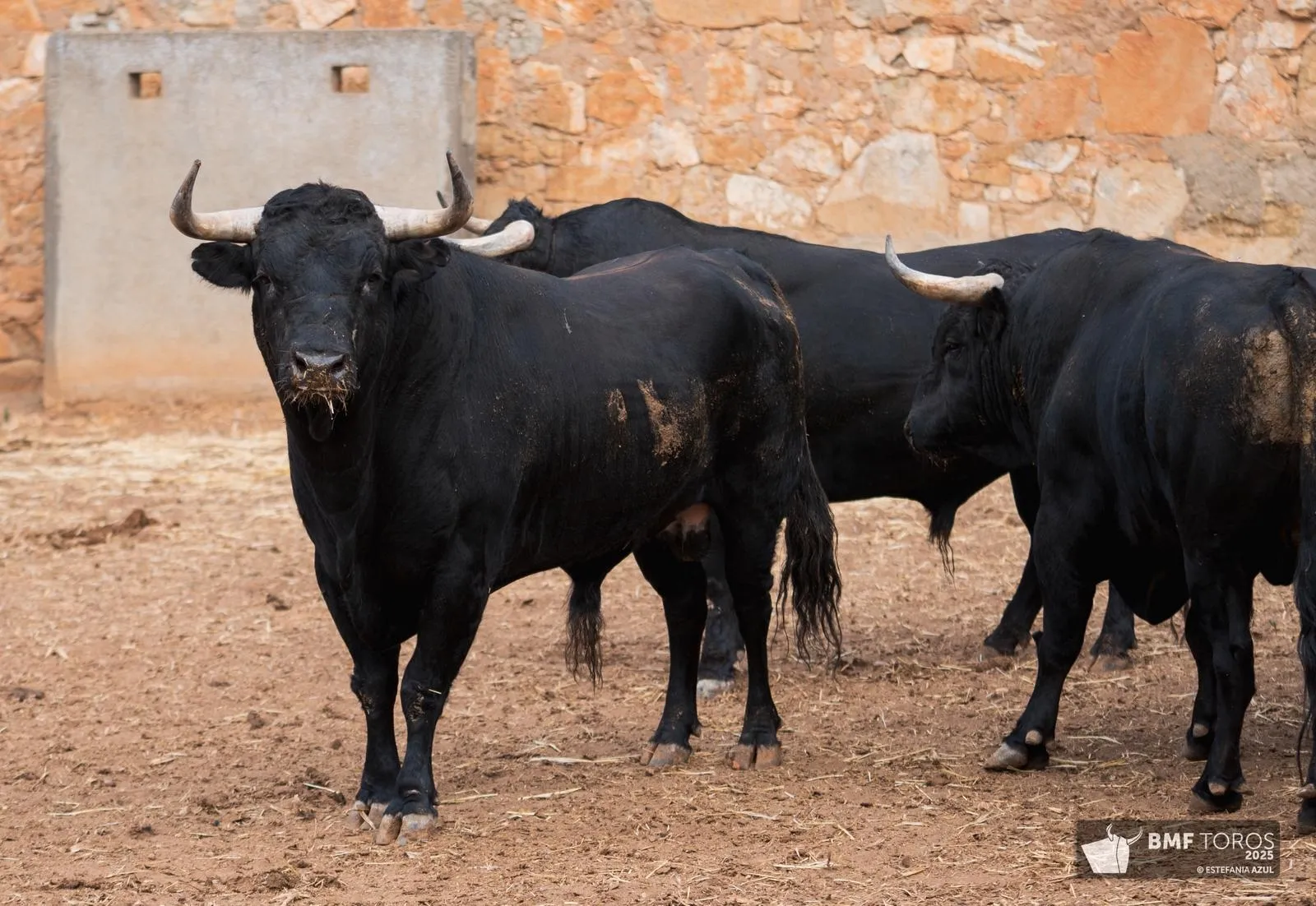 Un 'Afrutado' para el debut de Juan Ortega en La Glorieta | FOTOS: BMF Toros