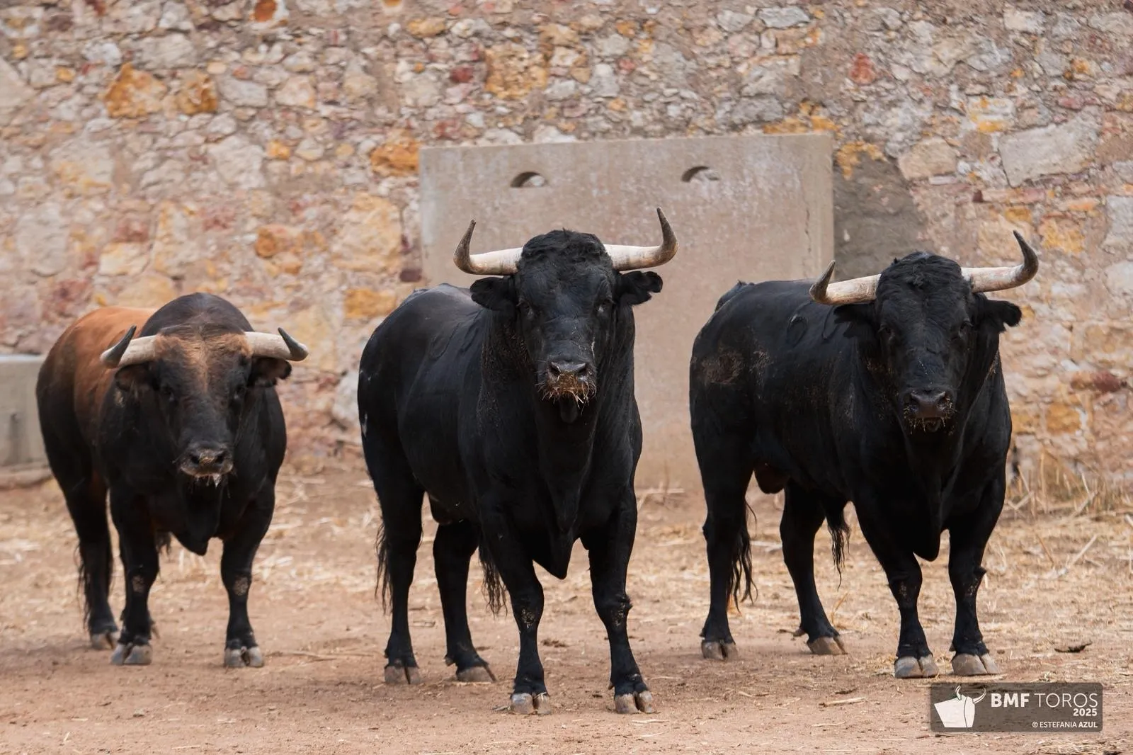 Un 'Afrutado' para el debut de Juan Ortega en La Glorieta | FOTOS: BMF Toros