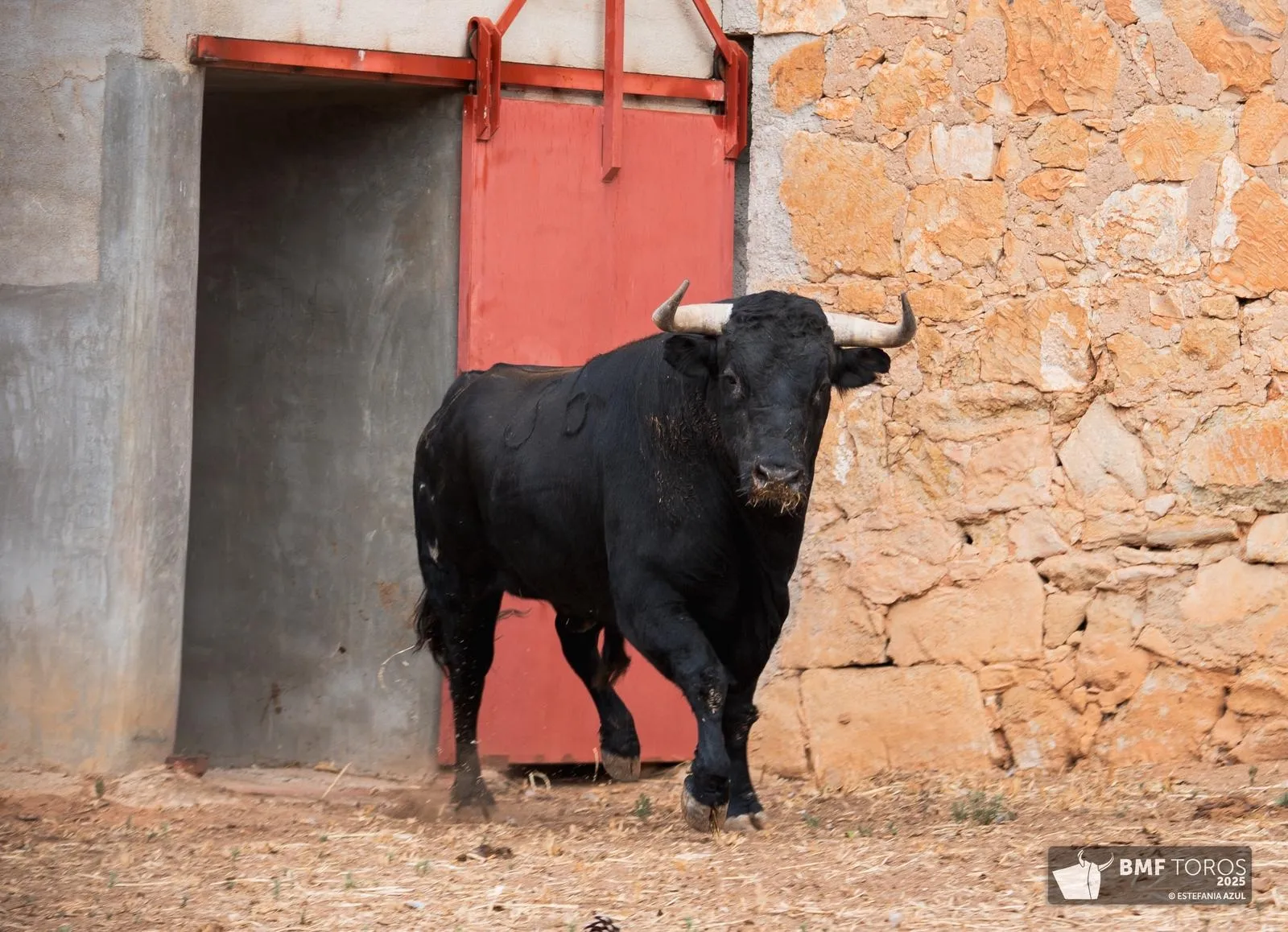 Un 'Afrutado' para el debut de Juan Ortega en La Glorieta | FOTOS: BMF Toros