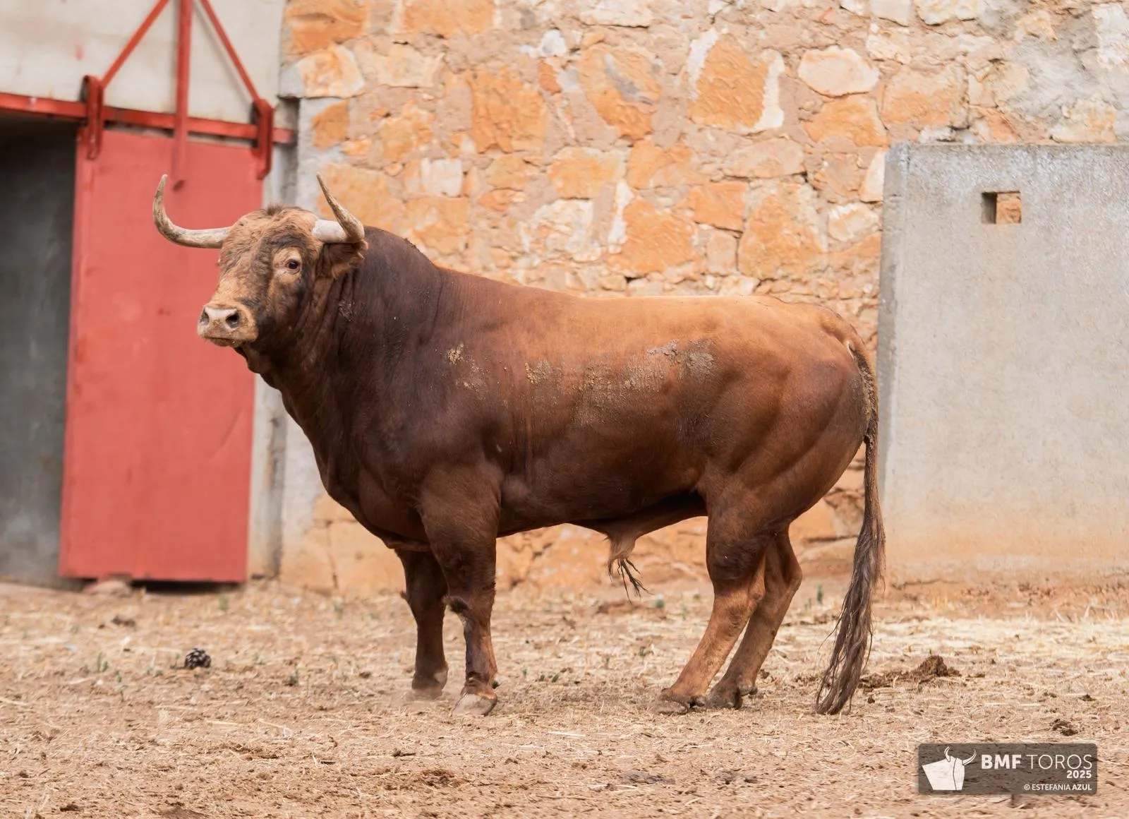 Un 'Afrutado' para el debut de Juan Ortega en La Glorieta | FOTOS: BMF Toros
