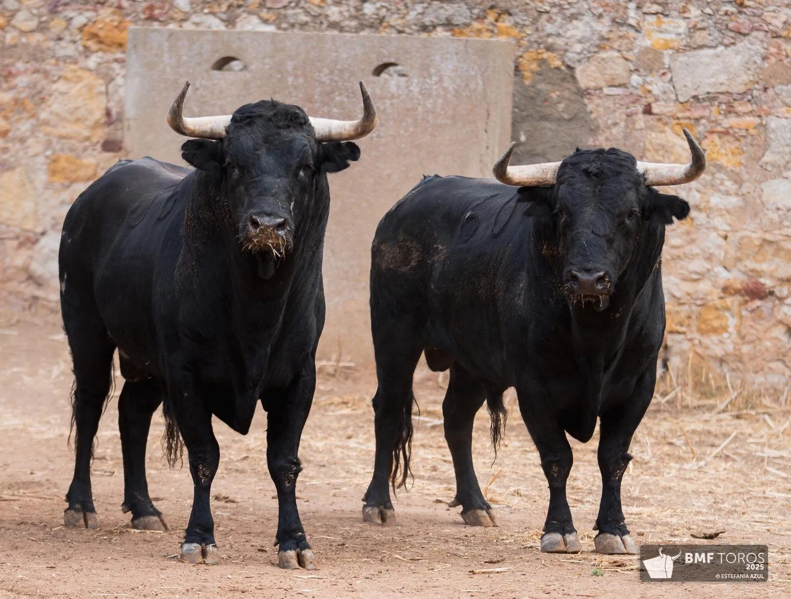 Un 'Afrutado' para el debut de Juan Ortega en La Glorieta | FOTOS: BMF Toros
