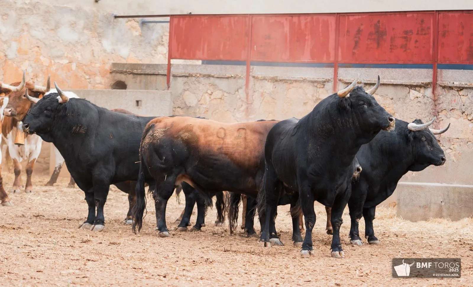 Un 'Afrutado' para el debut de Juan Ortega en La Glorieta | FOTOS: BMF Toros