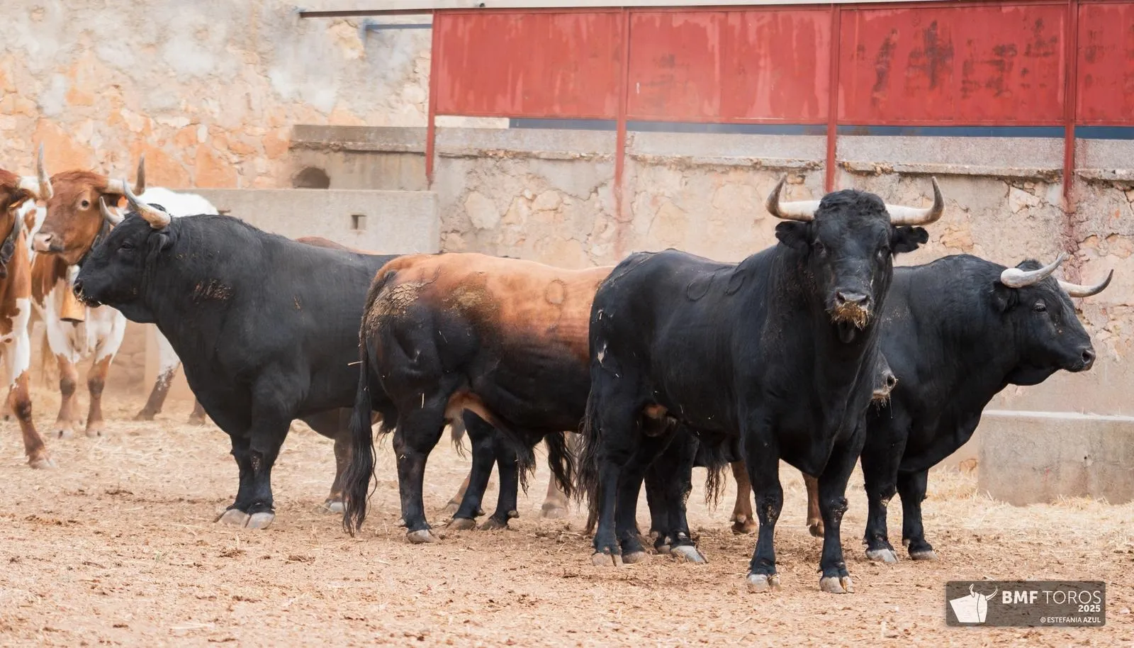 Un 'Afrutado' para el debut de Juan Ortega en La Glorieta | FOTOS: BMF Toros
