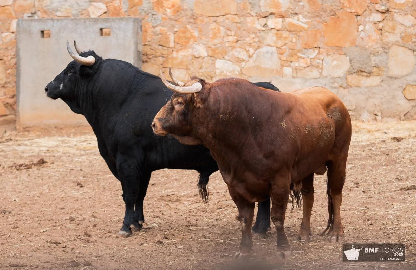 Un 'Afrutado' para el debut de Juan Ortega en La Glorieta | FOTOS: BMF Toros