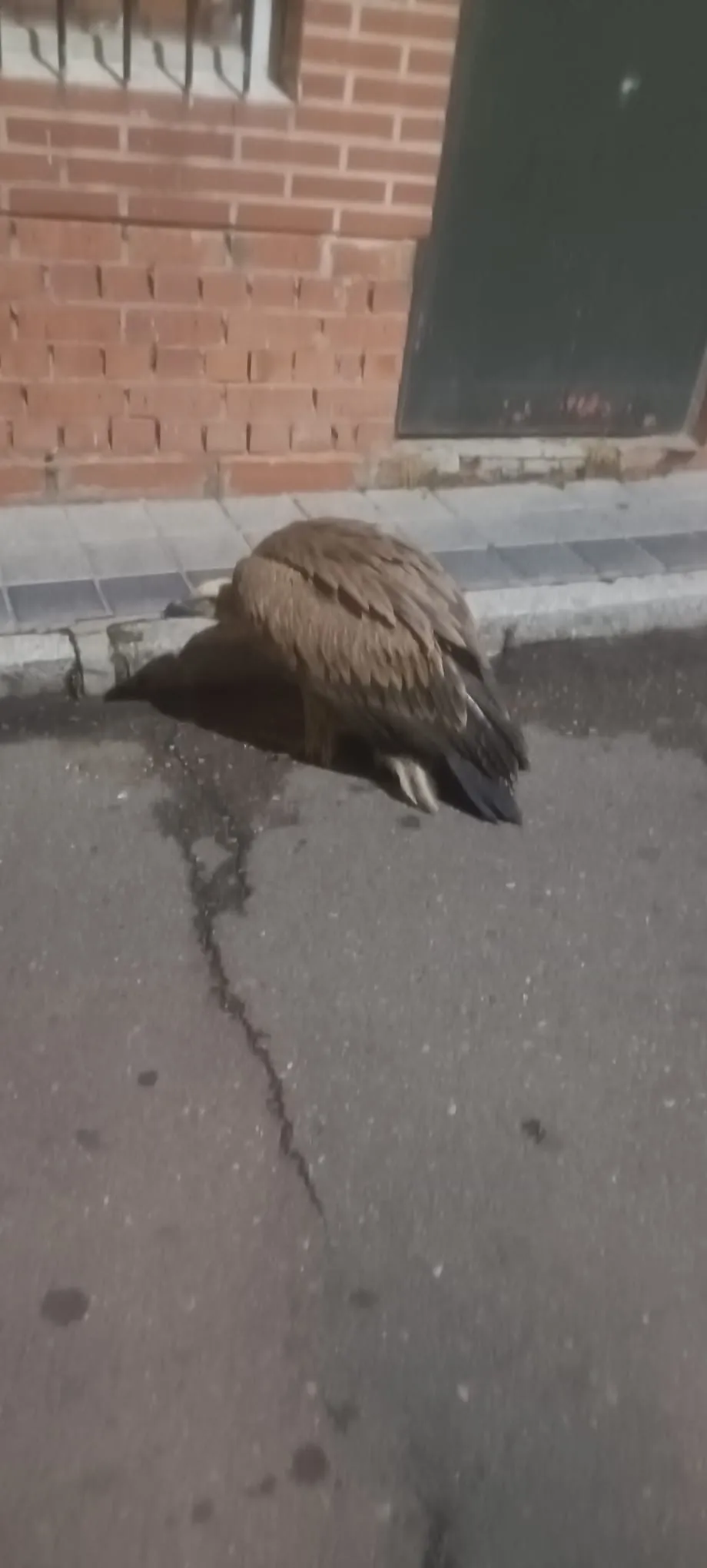 Foto 4 - Sorpresa en pleno centro de Pe&ntilde;aranda con la aparici&oacute;n de un buitre en mitad de la calle