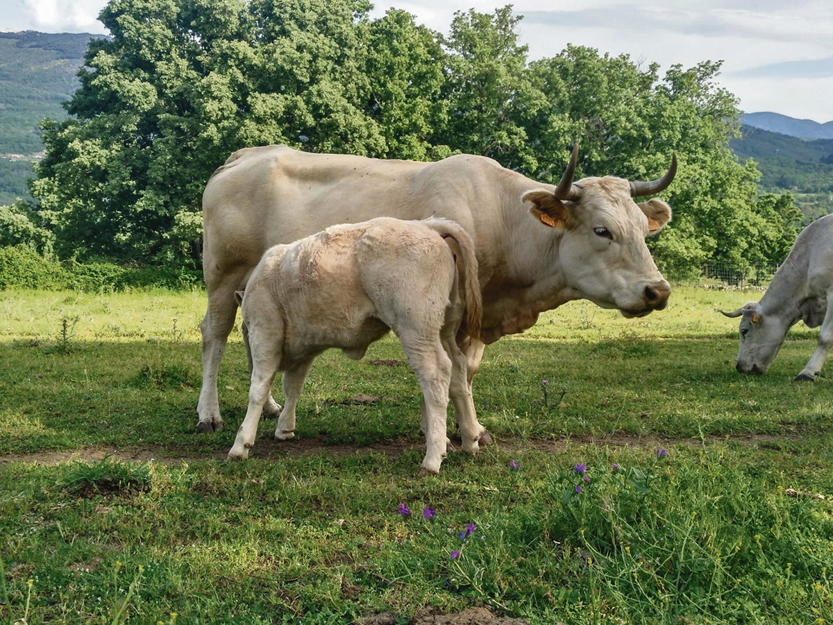 Dehesa Grande: 25 años de compromiso con el vacuno de carne y el futuro del medio rural