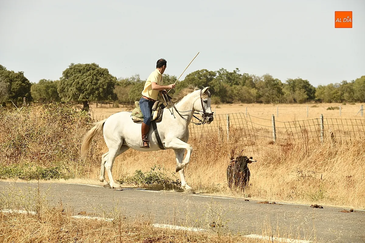 Encierro a Caballo en Aldehuela de Yeltes/ Fotos: Adrián M.Pastor